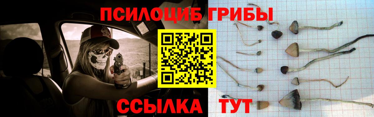 Псилоцибиновые грибы Psilocybe Заринск